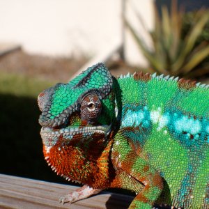 Salvador In The Florida Sun