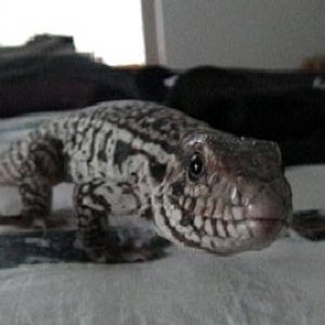 Zeus