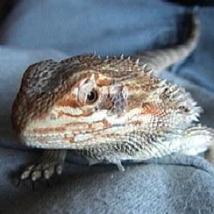 Bearded Dragon