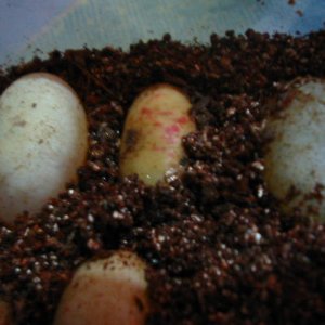 Red Spot On Veiled's Eggs