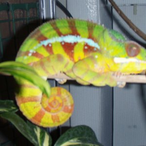 Dino Sleeping