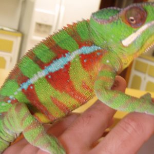 Dino