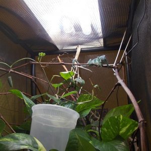 In The Cage