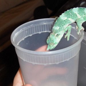 Cup Feeding 2