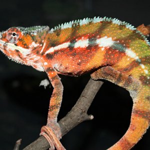 Maroantsetra