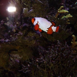 Snowflake Clown