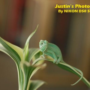 Baby Veiled Chameleon