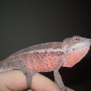 Ankaramy Male From Chameleon Company
