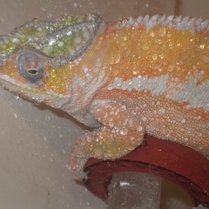 Leo