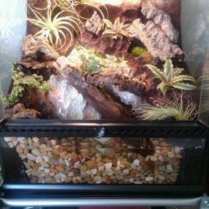 Jo's Frog Tank