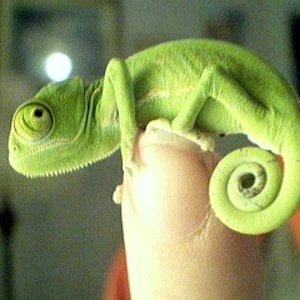 Chameleon On Cage