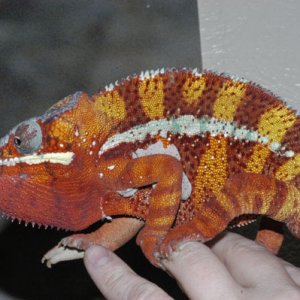 Archie The Red Bar Ambilobe