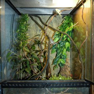 Senegals Enclosure