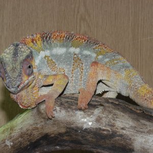 Milo The Ambanja