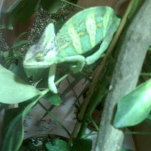 My Male Cham