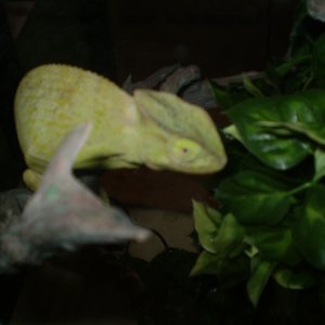 Cham2