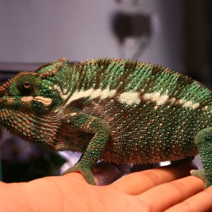 My Panther