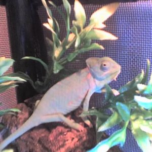 George