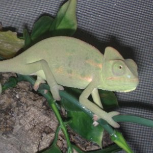 George