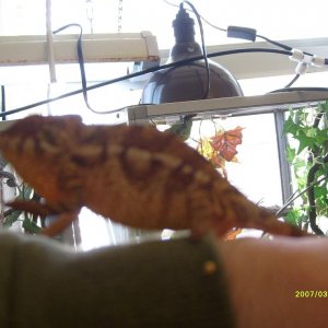 Female Nosy