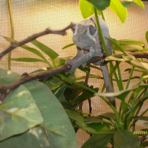 Peaches Shedding