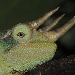 Oscar At Night