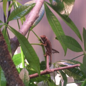 My New Baby Panther Cham