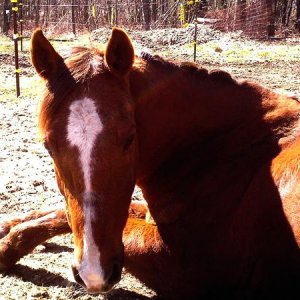 My Horse