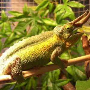 My Jacksonii Willegensis
