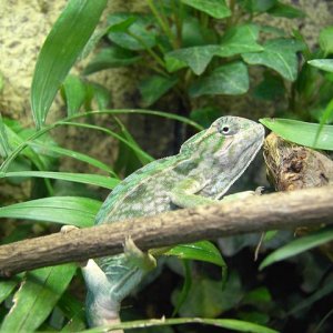 My Furcifer Lateralis