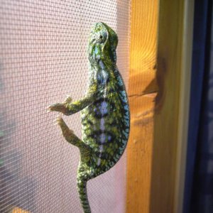 My Furcifer Lateralis