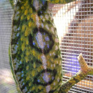 My Furcifer Lateralis