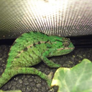 My Furcifer Lateralis