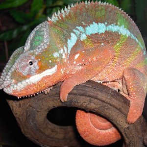 My Ambilobe Red