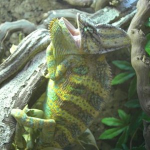 My Calyptratus