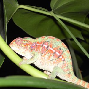 My Furcifer Lateralis