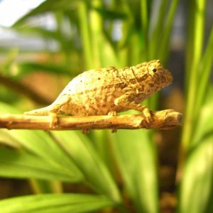 My Brevicadautus