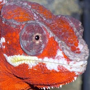 My Ambanja Red