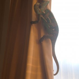 Hangin On The Curtain