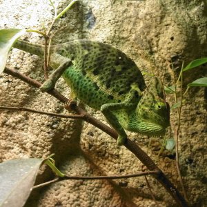 Camo Chameleon :d