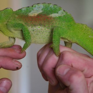 Male Four Horned Chameleon