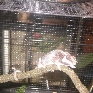 Shedding For The First Time (in My Care)
