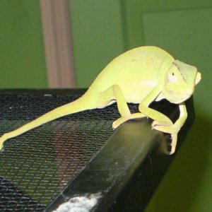Cham1
