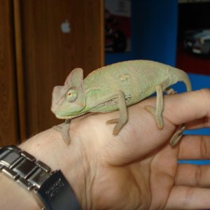 My First Cham