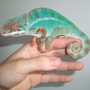 Starting To Show Colour
