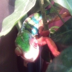 Peeking