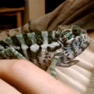 Camera Shy