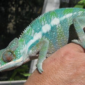 Male Blue Bar