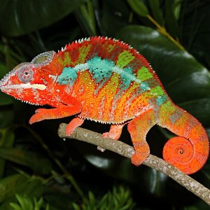 Red Rock......furcifer Pardalis