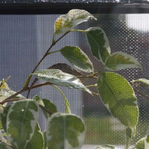 Hybrid Female